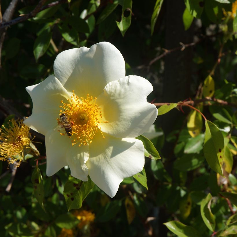Rosa rampicante Mermaid (Flowering)