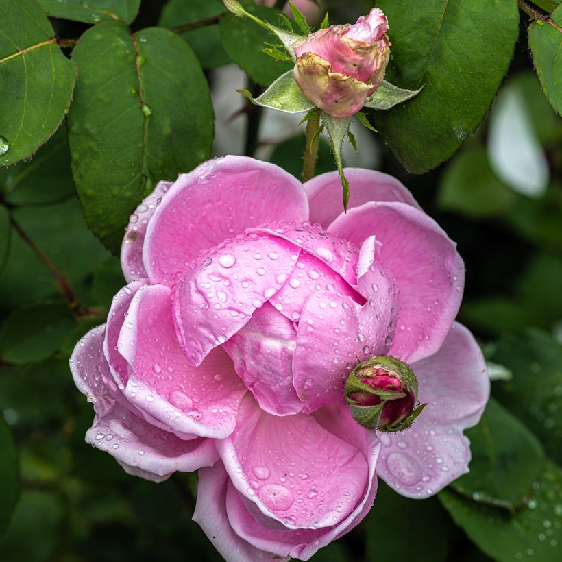 Rosa Mme Caroline Testout (Flowering)