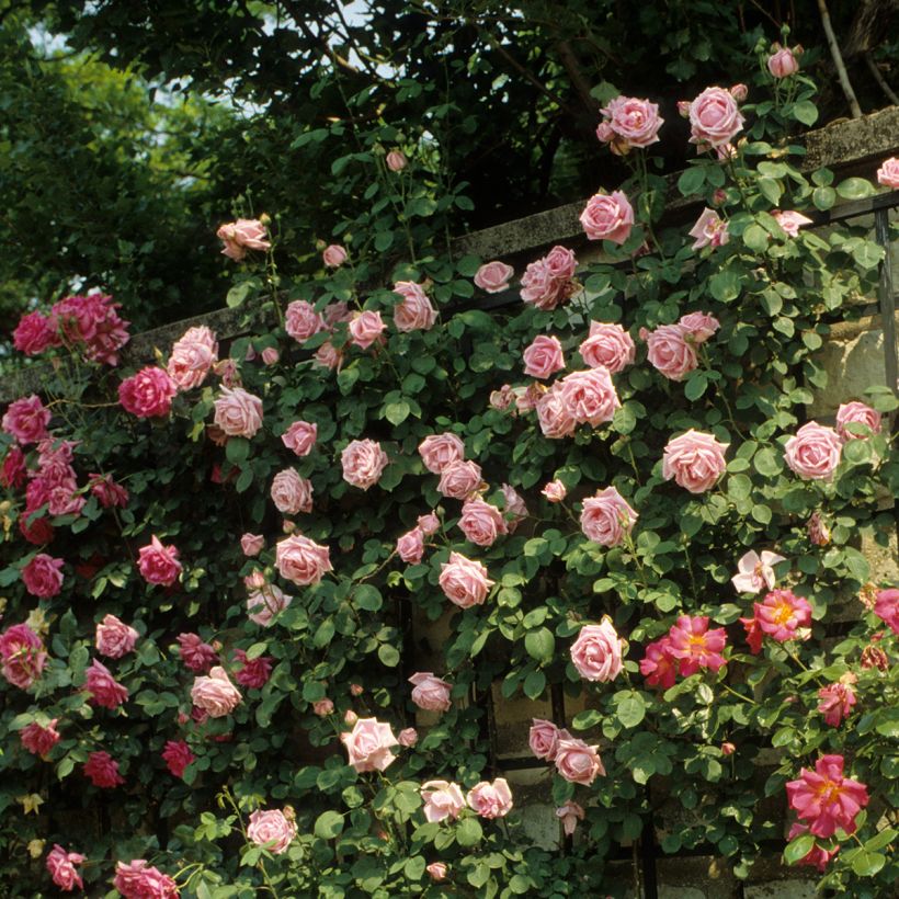 Rosa Mme Caroline Testout (Plant habit)