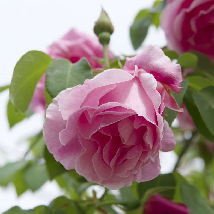 Rosa Mme Gregoire Staechelin (Flowering)