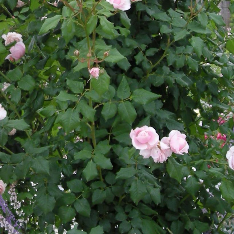 Rosa rampicante Nahéma (Fogliame)