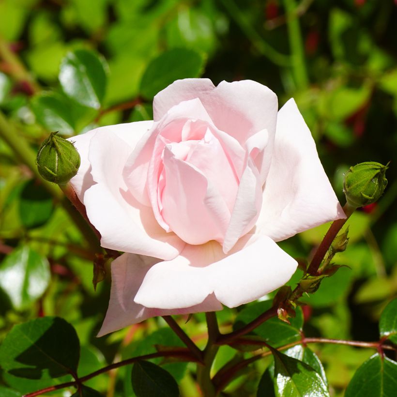 Rosa wichuraiana New Dawn - Rosa rampicante (Fioritura)