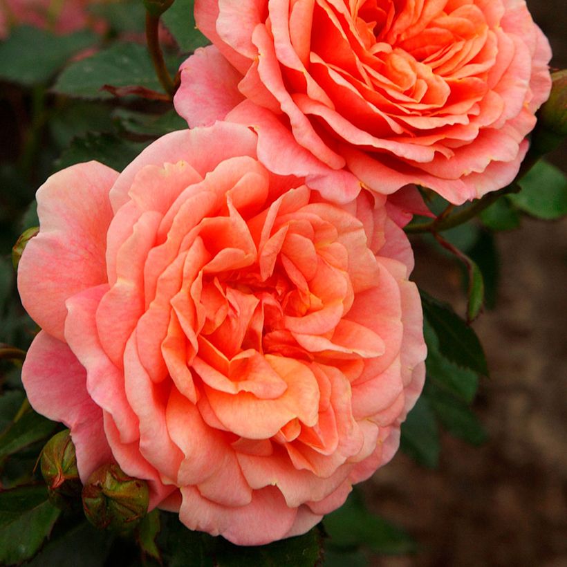 Rosa rampicante Peach Melba (Flowering)