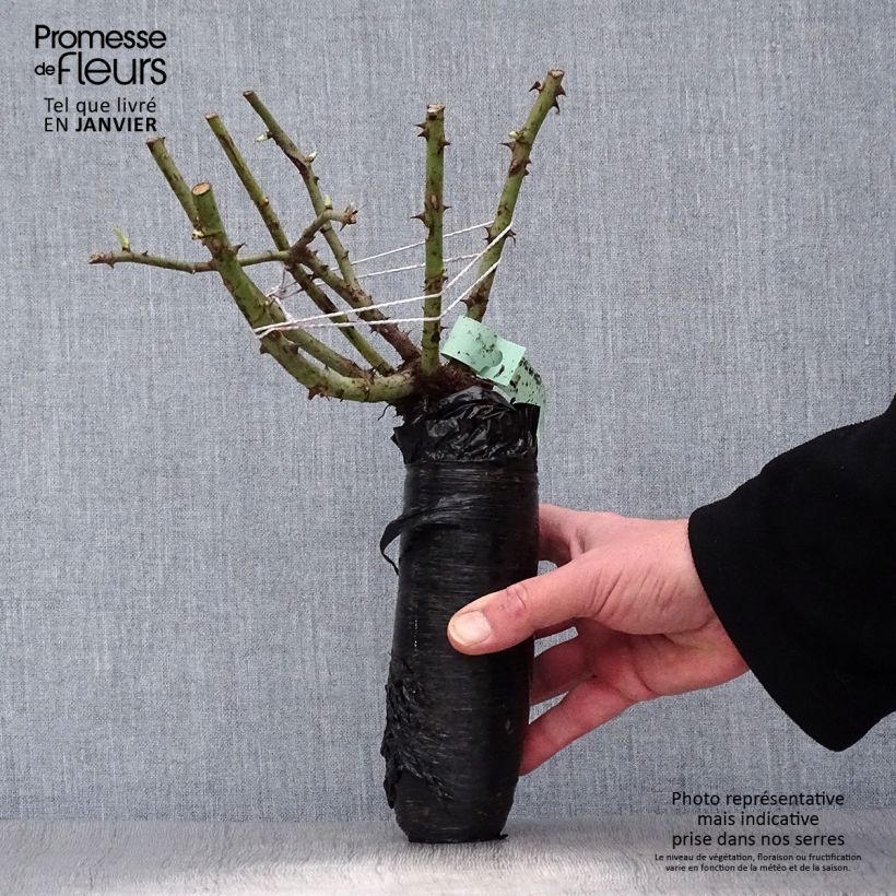 Example of Rosa rampicante Pierre de Ronsard Zolla a radice nuda as you get in hiver