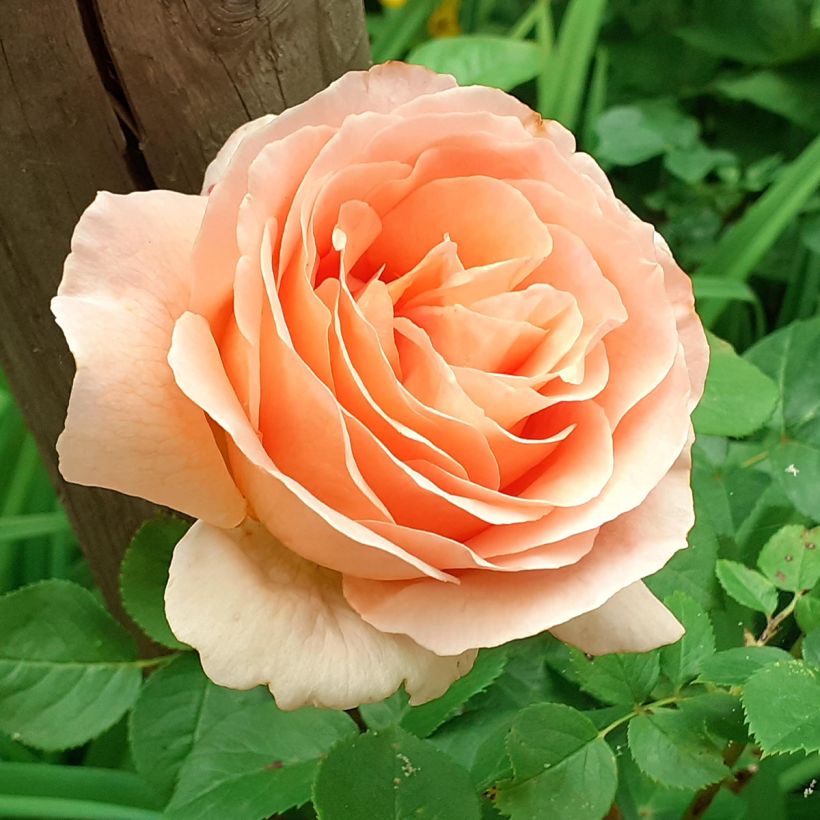 Rosa rampicante Polka (Flowering)