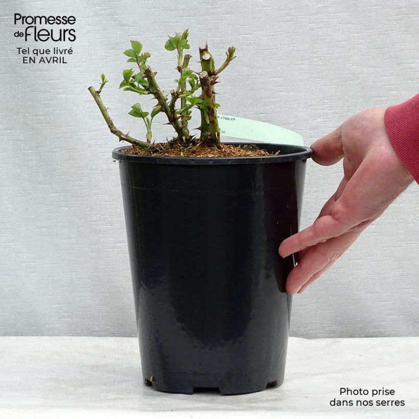 Example of Rosa rampicante Polka Vaso da 4L/5L as you get in printemps