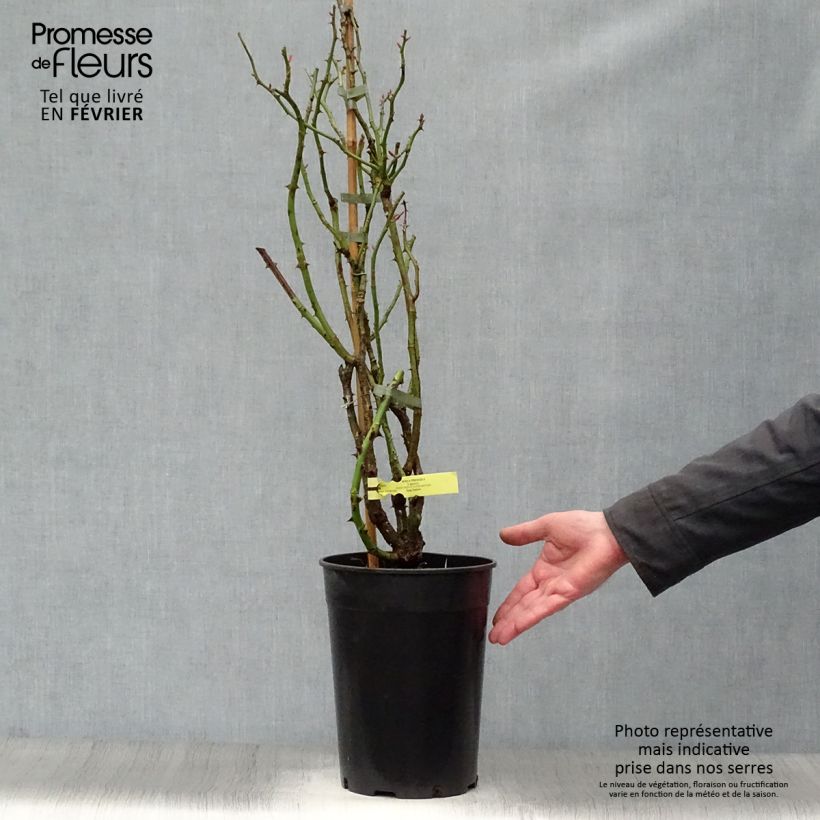 Example of Rosa rampicante Rose de Perouges Laperou Vaso da 4L/5L as you get in hiver