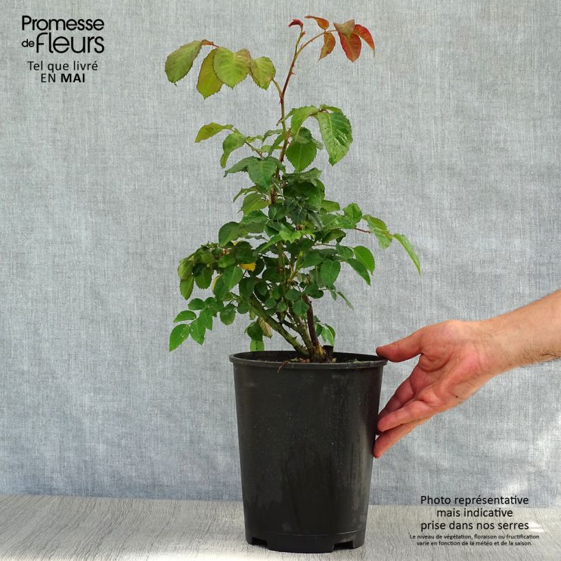 Example of Rosa rampicante Klettermaxe Vaso da 4L/5L as you get in printemps