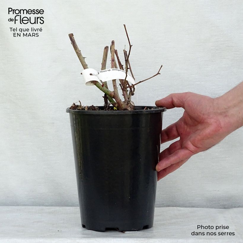 Example of Rosa Sénégal - Rosa rampicante Vaso da 4L/5L as you get in printemps
