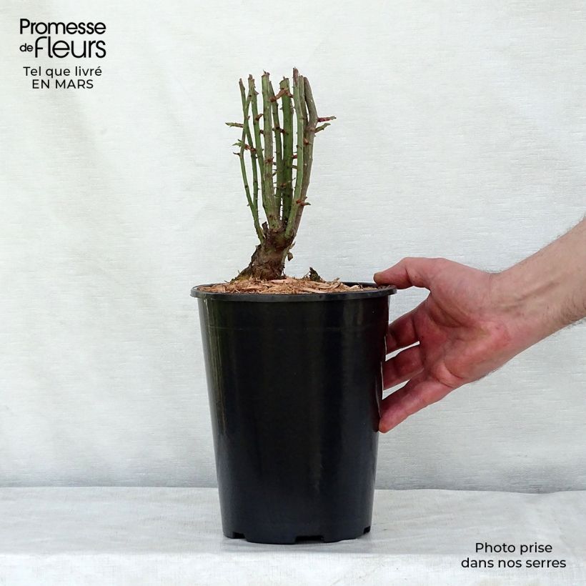 Example of Rosa multiflora Seven Sisters Rose Vaso da 4L/5L as you get in printemps