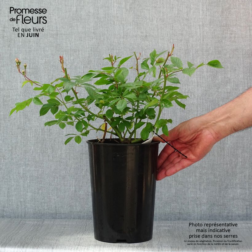 Example of Rosa rampicante Siluetta Lavender Vaso da 4L/5L as you get in printemps