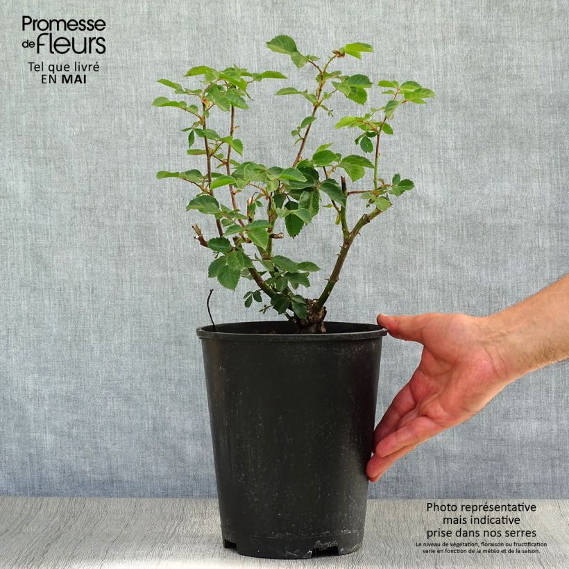 Example of Rosa rampicante Sympathie Vaso da 4L/5L as you get in printemps