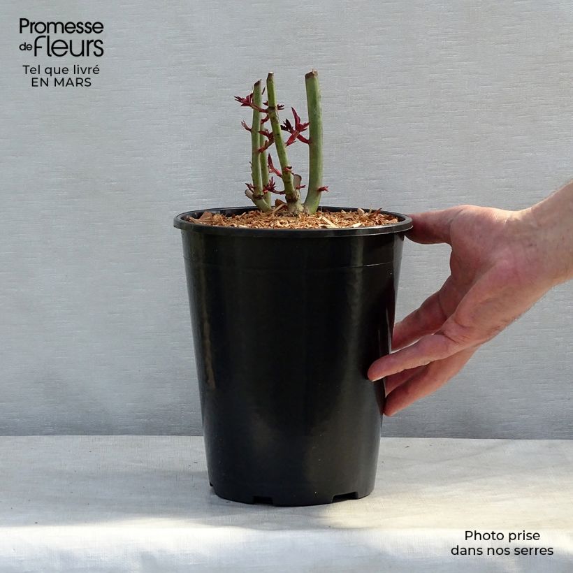 Rosa rampicante Treasure Trove Vaso da 4L/5L esemplare consegnato in inverno