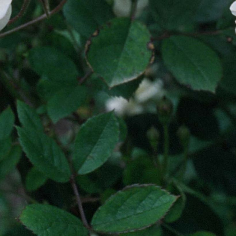 Rosa moschata Trier - Rosa moscata rampicante (Foliage)