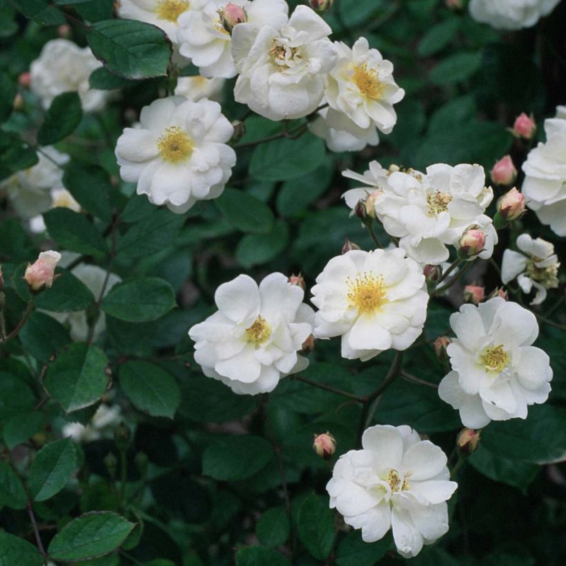 Rosa moschata Trier - Rosa moscata rampicante (Flowering)
