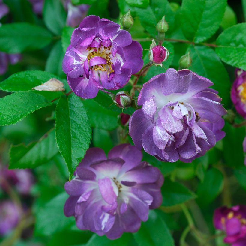 Rosa wichuraiana Veilchenblau - Rosa rampicante (Flowering)