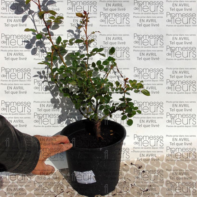 Esempio di esemplare Rosa rampicante Waltz Vaso da 4L/5L come consegnato