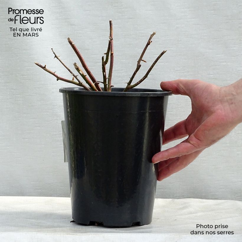 Example of Rosa wichuraiana White New Dawn - Rosa rampicante Vaso da 4L/5L as you get in printemps