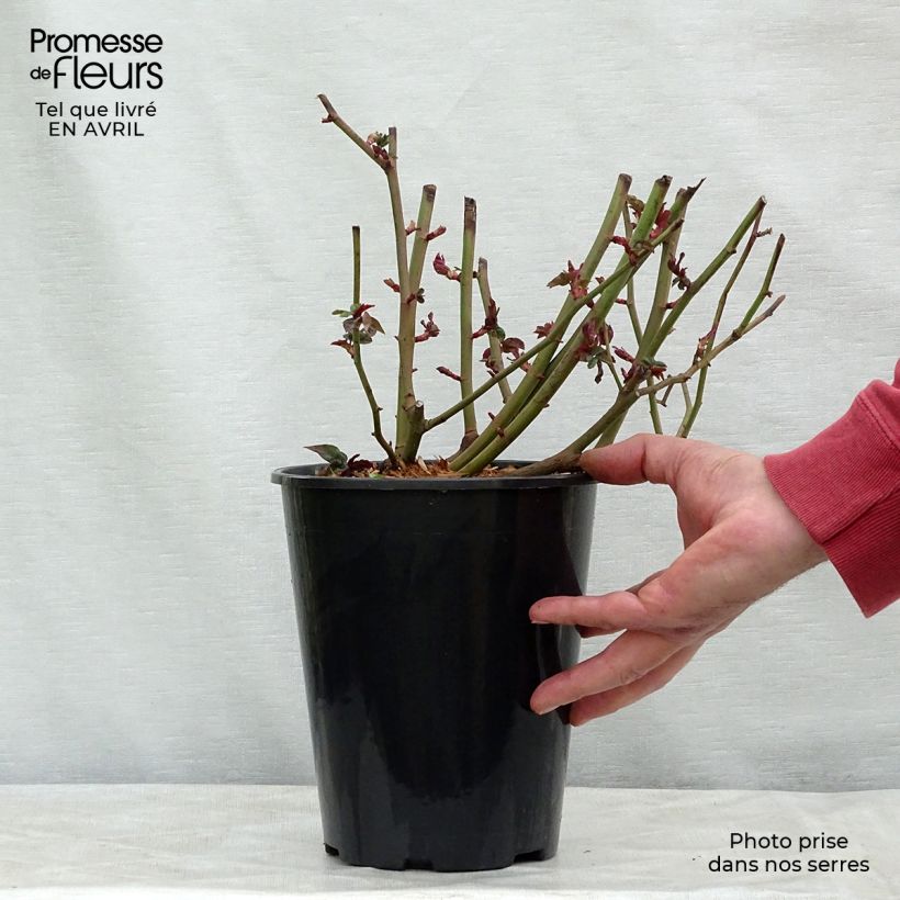 Example of Rosa rampicante Zéphirine Drouhin Vaso da 4L/5L as you get in printemps
