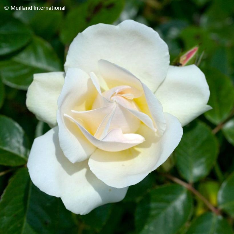 Rosier grimpant liane Jean Honoré Mus (Fioritura)