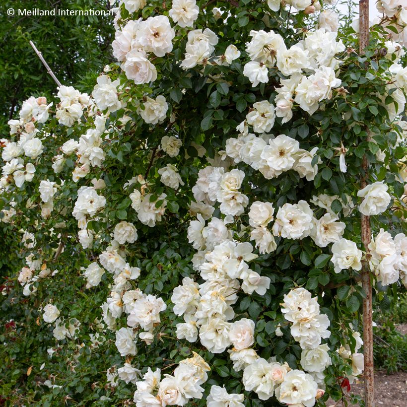 Rosier grimpant liane Jean Honoré Mus (Porto)
