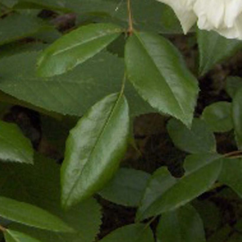 Rosa wichuraiana Albéric Barbier - Rosa rampicante (Foliage)