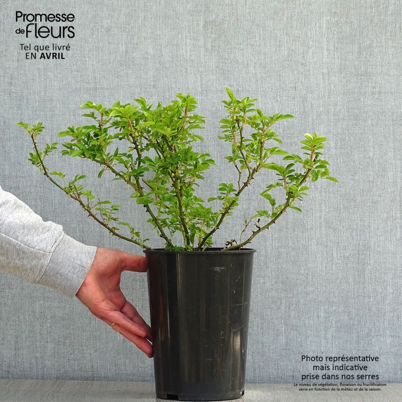 Example of Rosa multiflora Blush Rambler Vaso da 4L/5L as you get in printemps