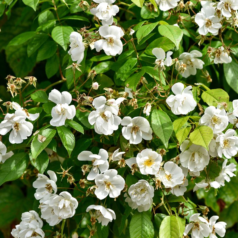 Rosa multiflora Bobbie James (Foliage)
