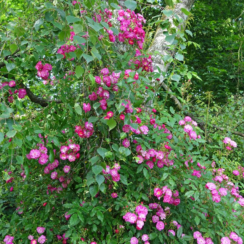Rosa multiflora Maria Lisa (Plant habit)