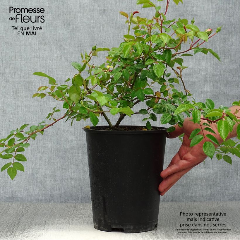 Rosa wichuraiana Paul Noel - Rosa rampicante Vaso da 4L/5L esemplare consegnato in primavera