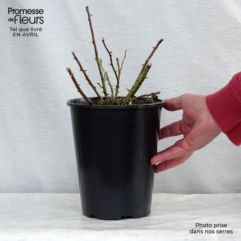 Example of Rosa multiflora Rambling Rector Vaso da 4L/5L as you get in printemps