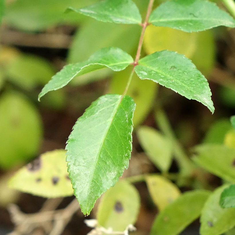Rosa wichuraiana Sander's White Rambler - Rosa rampicante (Foliage)