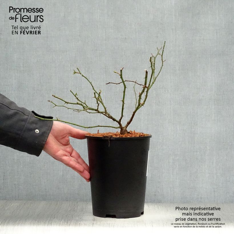 Example of Rosa wichuraiana Sander's White Rambler - Rosa rampicante Vaso da 4L/5L as you get in hiver