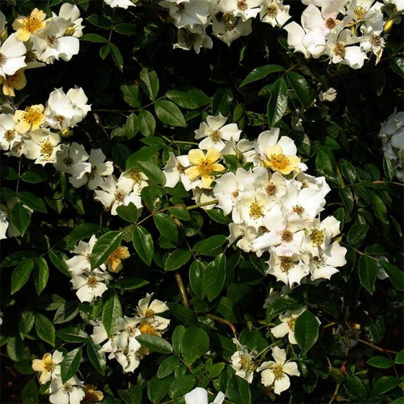 Rosa rampicante Wedding Day (Fioritura)