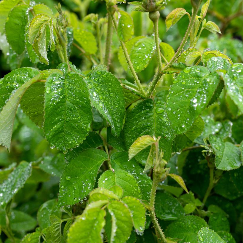 Rosa banksiae Purezza - Rosa di Lady Banks (Fogliame)