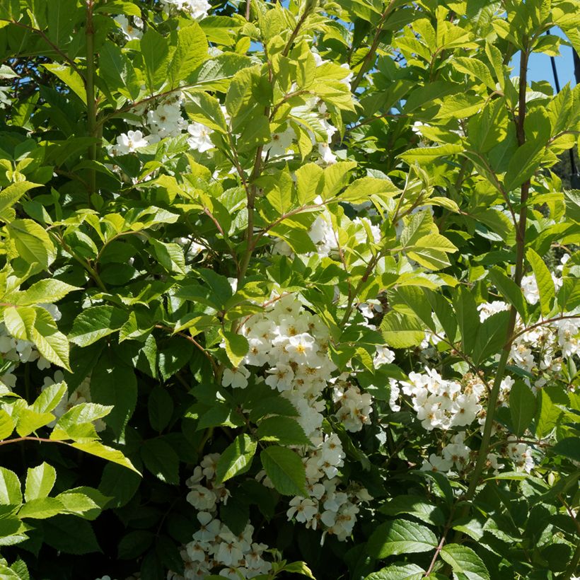 Rosa rampicante Kiftsgate (Foliage)