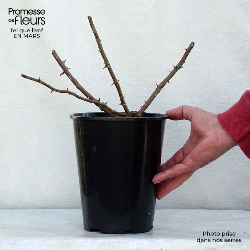 Example of Rosa rampicante Kiftsgate Vaso da 4L/5L as you get in printemps