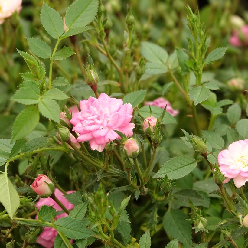 Rosa Galaxy Naos - Rose miniatura (Fioritura)
