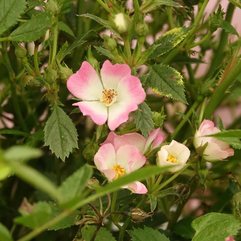 Rosa Galaxy Vega - Rose miniatura (Fioritura)