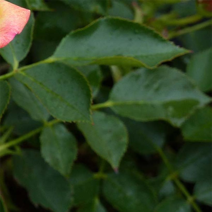 Rosa tappezzante Lilliputs Little Sunset (Foliage)