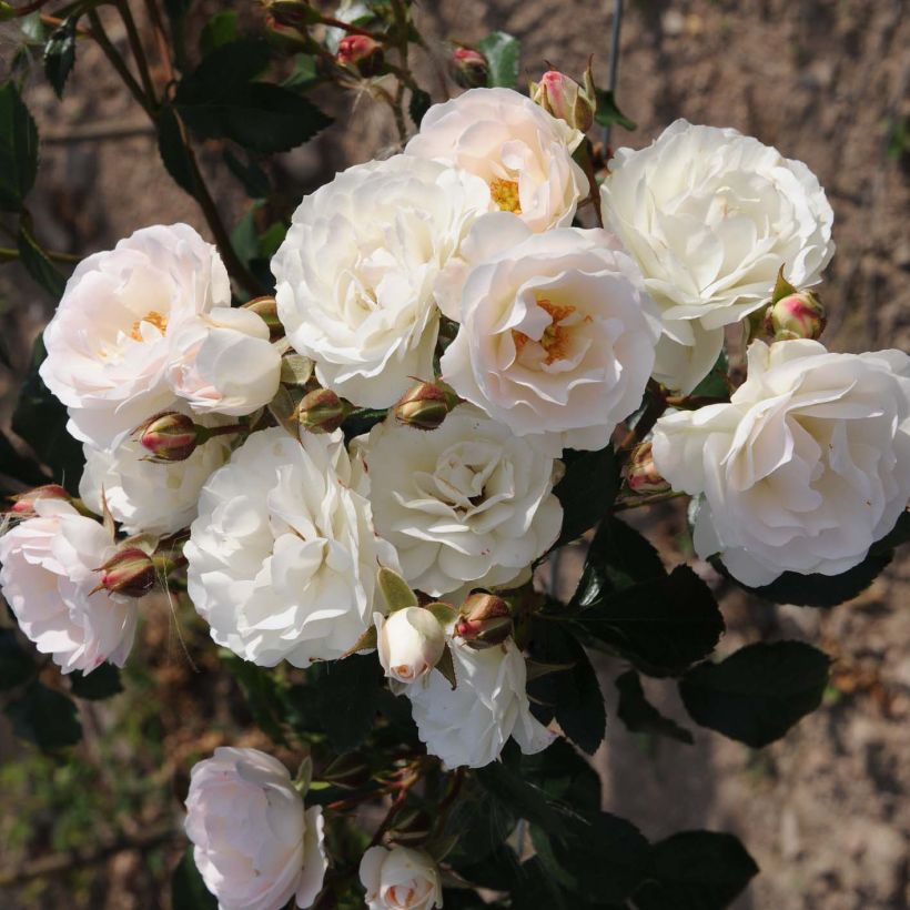 Rosa tappezzante Bordure Blanche 'Delbobla' (Flowering)