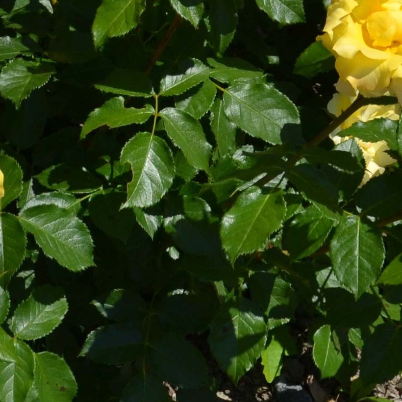 Rosa tappezzante Bordure d'Or 'Delbojaun' (Foliage)
