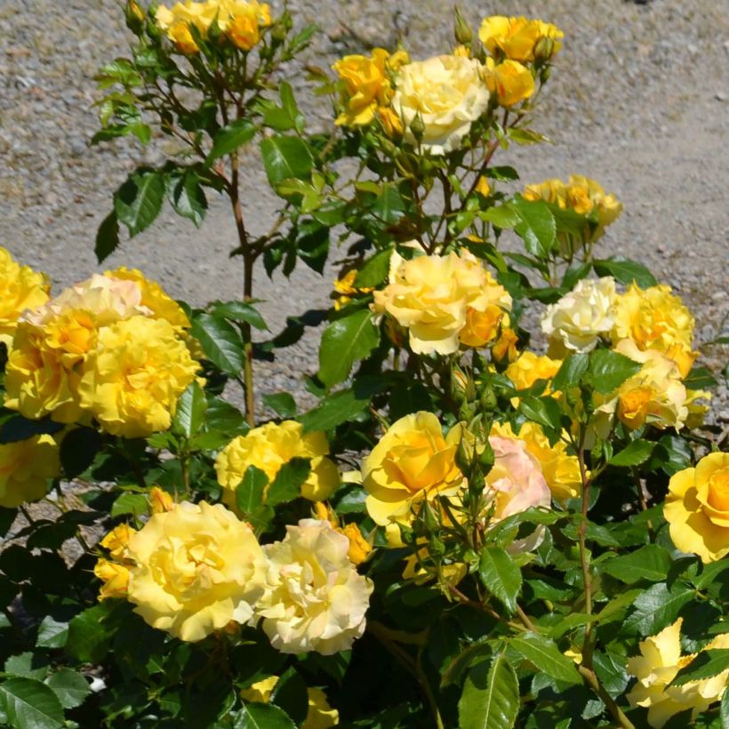 Rosa tappezzante Bordure d'Or 'Delbojaun' (Flowering)