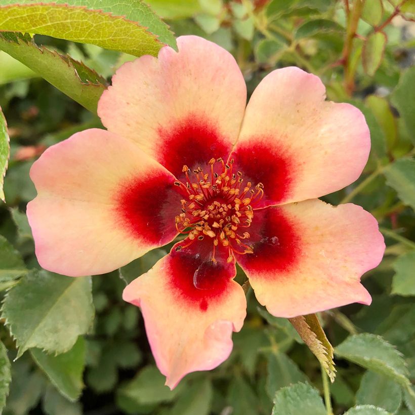 Rosa tappezzante Fancy Babylon Eyes (Fioritura)