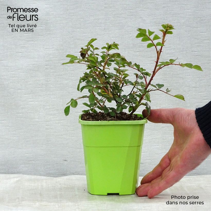 Rosier nain Lilliputs  Flirt 2011 Pot de 1,5L/2L esemplare consegnato in inverno