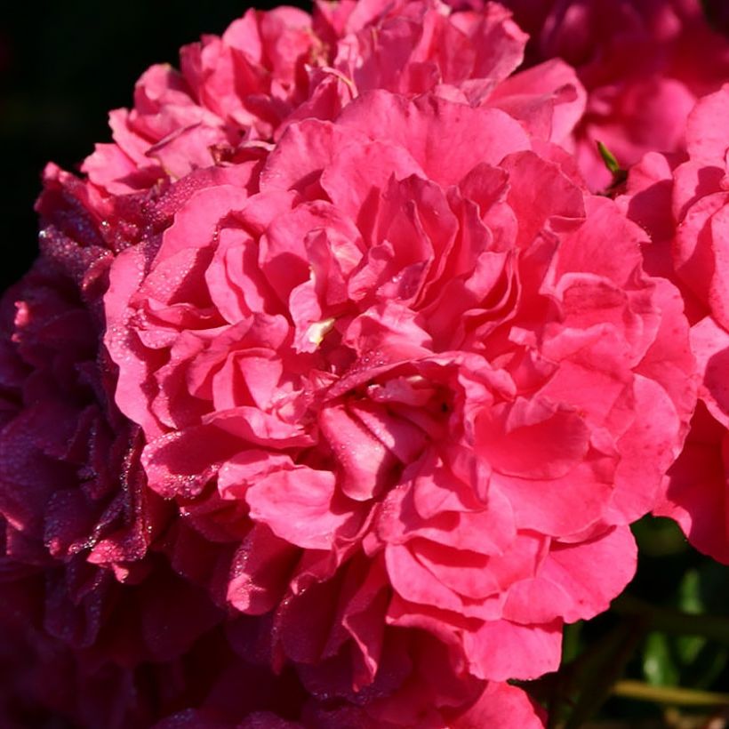 Rosa tappezzante Lilliputs Roxy (Fioritura)