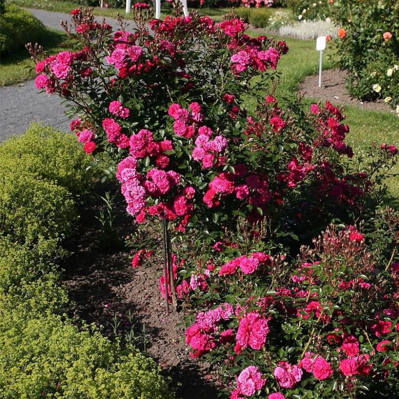 Rosa tappezzante Lilliputs Roxy (Porto)