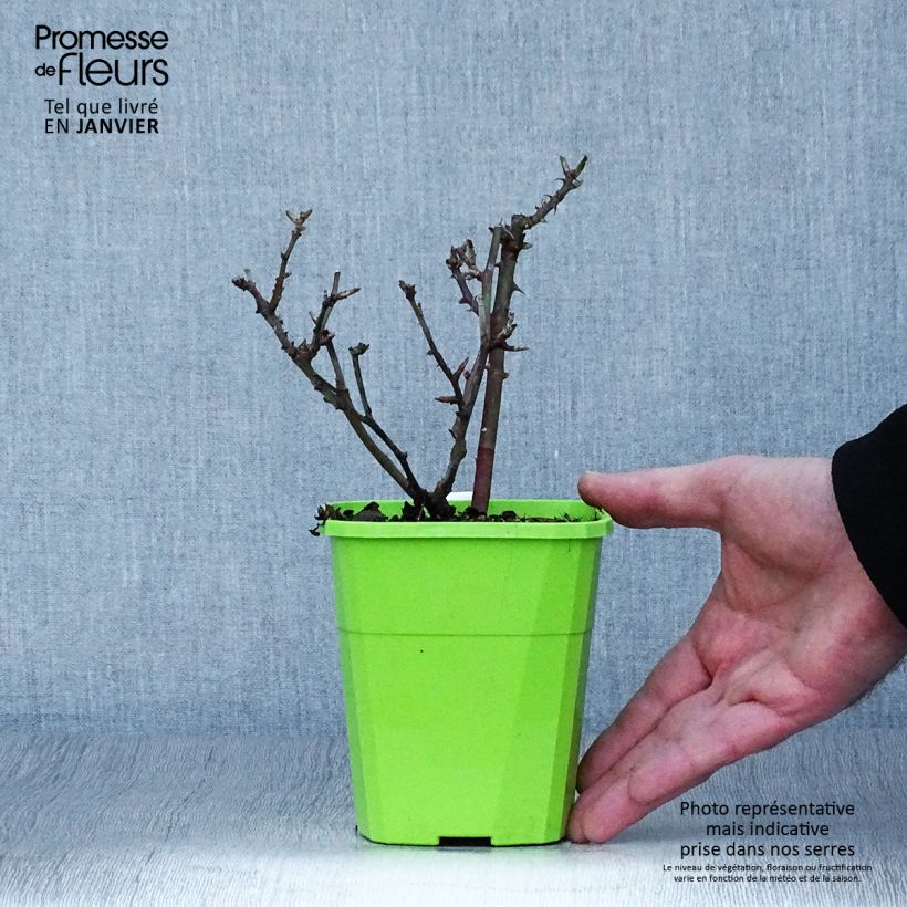 Example of Rosa tappezzante Lilliputs Little Sunset Vaso da 1,5L/2L as you get in hiver