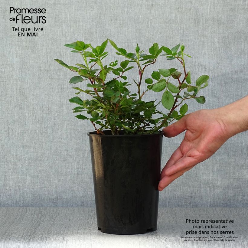 Example of Rosa tappezzante Lilliputs Little Sunset Vaso da 3L/4L as you get in printemps