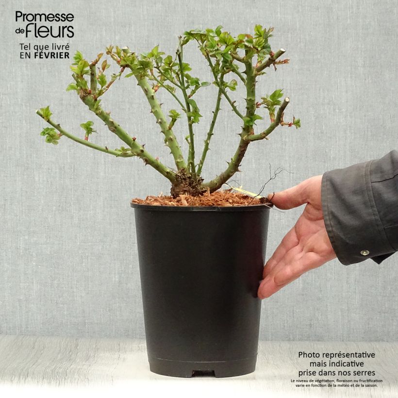 Rosa tappezzante Ruby Ruby Weksactrumi Vaso da 3L/4L esemplare consegnato in inverno